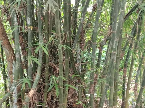 green colored bamboo garden closeup