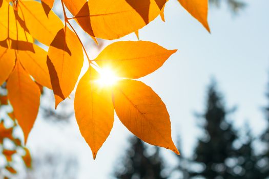 The sun's rays make their way through the autumn foliage