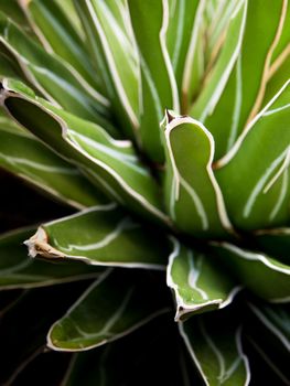 Agave succulent plant, freshness leaves with thorn of Queen victoria century agave