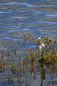 White Egret looking for food In the wetland