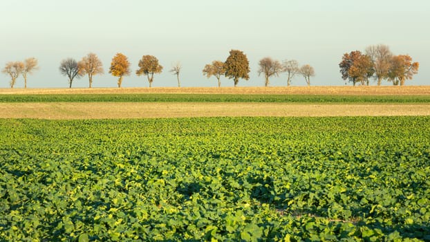 Autumn trees on the horizon and beet field, October rural landscape