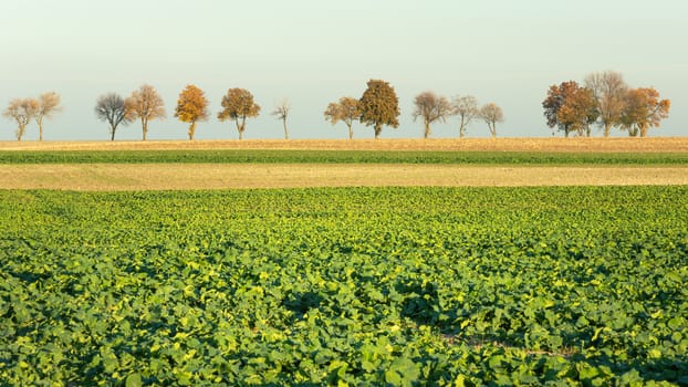 Autumn trees on the horizon and beet field, October rural landscape