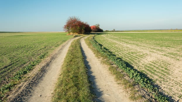 Country road through fields, shrubs on the horizon and blue sky, October sunny day