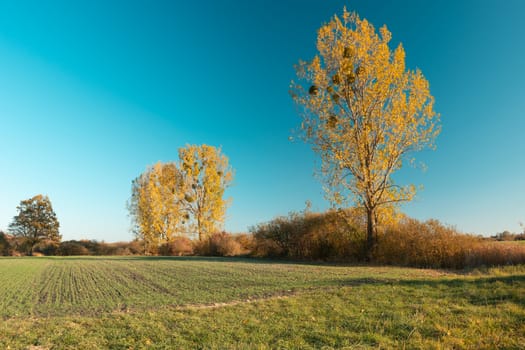 Green field and autumn yellow trees, cloudless blue sky