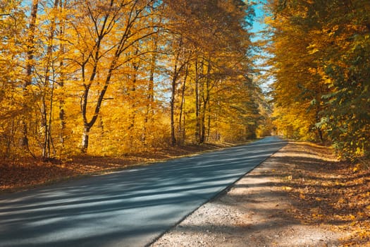 Asphalt road through an orange autumn forest, October sunny day