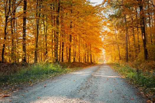 Dirt road through the autumnal orange forest, October view