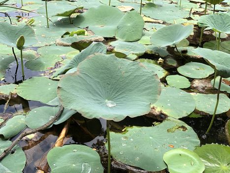Beautiful view of water lilies grown in abundance in the small pond