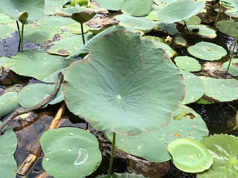 Beautiful view of water lilies grown in abundance in the small pond