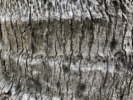 Closeup of texture designs in the aged coconut tree bark.
