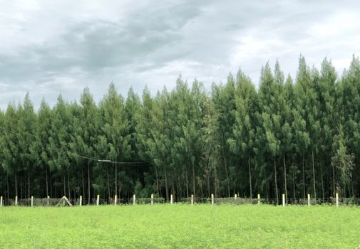 Beautiful forest trees grown in the garden with scenic sky background
