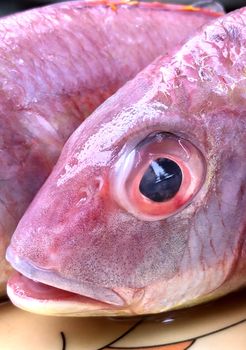 Closeup view of red snapper fish kept in the plate at market for sale