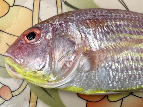 Closeup view of red snapper fish kept in the plate at market for sale