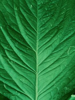 Closeup view of green leaf vein with beautiful texture designs as pattern