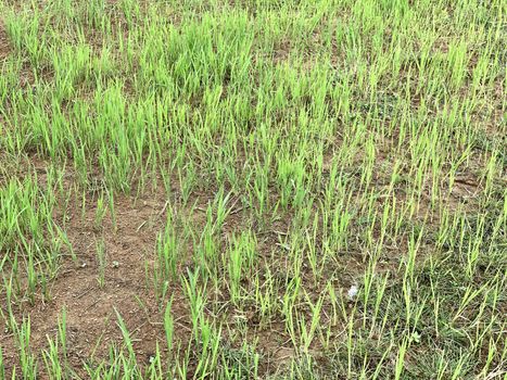 Beautiful top view of agricultural crops cultivated in the  fields