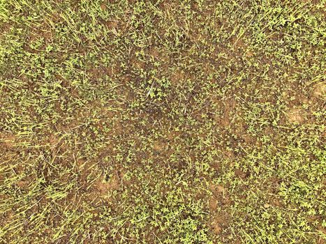 Beautiful top view of agricultural crops cultivated in the  fields