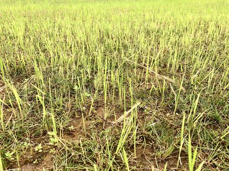 Beautiful top view of agricultural crops cultivated in the  fields