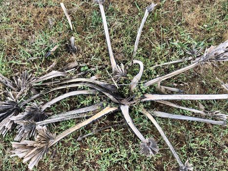 Beautiful view of dry palmyra plant grown in the dried pond