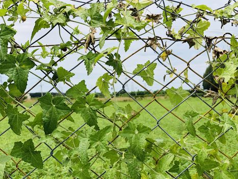 Metallic wire fence with beautiful scenic natural greenery view in the background