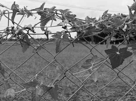 Metallic wire fence with beautiful scenic natural greenery view in the background