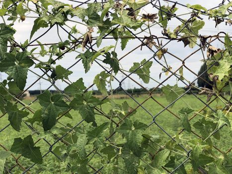 Metallic wire fence with beautiful scenic natural greenery view in the background