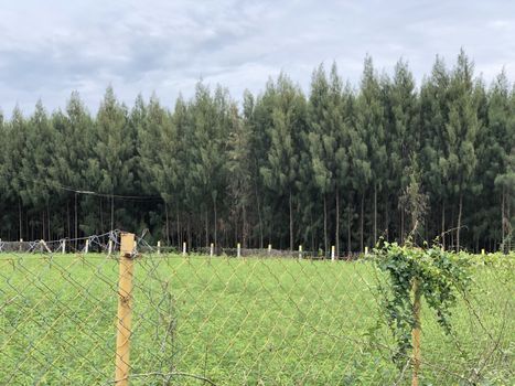 Metallic wire fence with beautiful scenic natural greenery view in the background