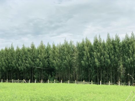 Beautiful forest trees grown in the garden with scenic sky background