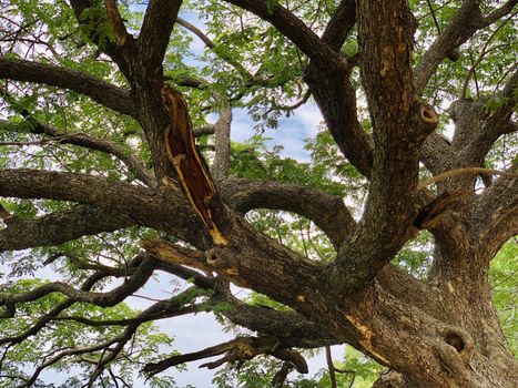 Top view of tree branch with green leaves in a sunny day