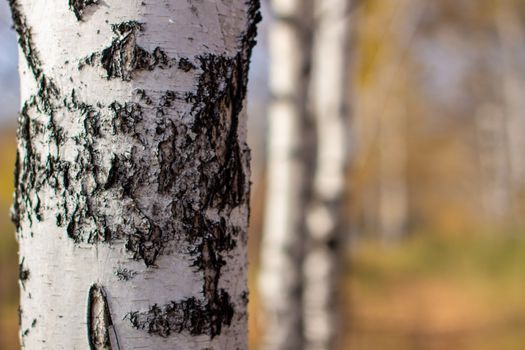 Bark of a birch tree backdrop close up, background from natural material, white crust with black stripes. Autumn forest.