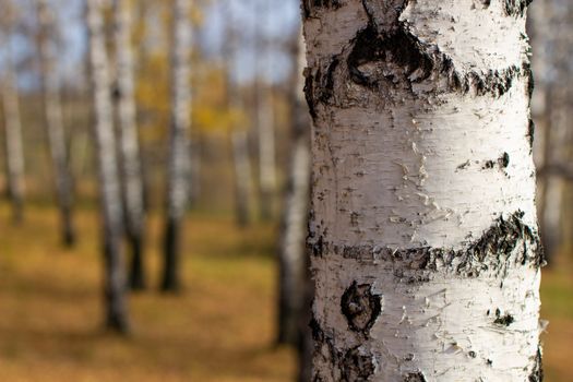 Bark of a birch tree backdrop close up, background from natural material, white crust with black stripes. Autumn forest.