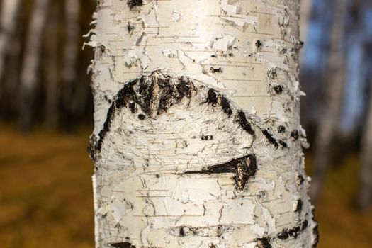 Bark of a birch tree backdrop close up, background from natural material, white crust with black stripes. Autumn forest.