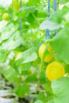 Fresh golden melon in farm