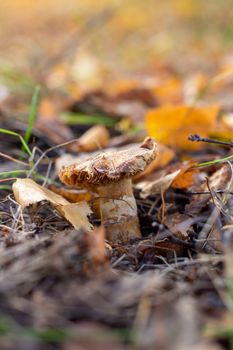 Mushroom in leaves in the forest in autumn. Mushroom picker looking for mushrooms in the woods on a nice Sunny day.
