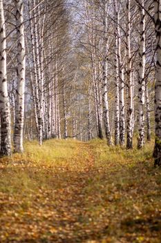 Birch grove in Golden sunlight on a clear day. Path between the trees. Trunks with white bark and yellow leaves. Natural forest landscape in early autumn. 