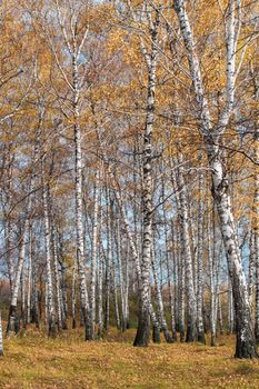 Birch grove in Golden sunlight on a clear day. Trunks with white bark and yellow leaves. Natural forest landscape in early autumn. Path between the trees