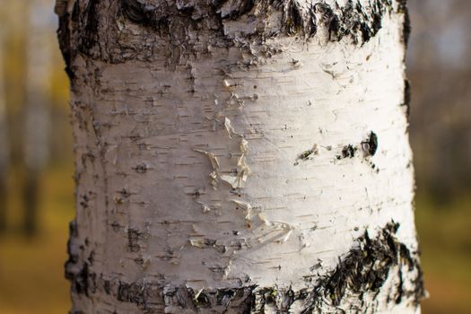 Bark of a birch tree backdrop close up, background from natural material, white crust with black stripes. Autumn forest.