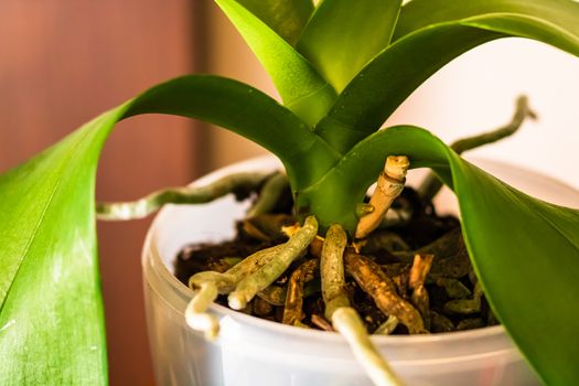 Young and healthy roots of phalaenopsis orchid in flower pot. Transplanting plants, home gardening, plant care concept.