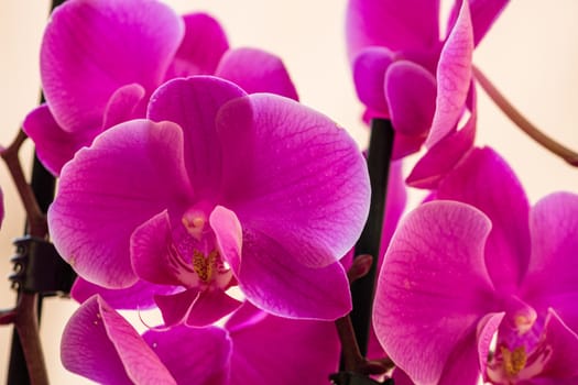 Beautiful delicate Phalaenopsis orchid flowers , detail and close up photo.