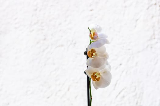 Beautiful delicate Phalaenopsis orchid flowers , detail and close up photo.