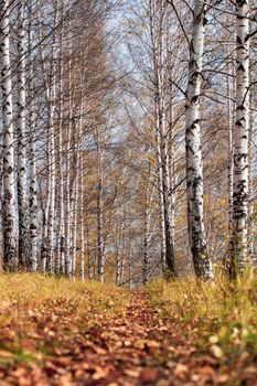 Birch grove in Golden sunlight on a clear day. Path between the trees. Trunks with white bark and yellow leaves. Natural forest landscape in early autumn. 