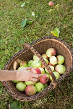 Hand putting the apple harvest in a wicker basket