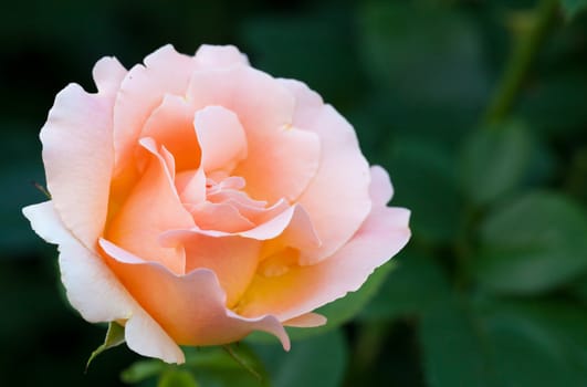 One pink rose flower bloom in the summer garden