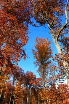 Autumnal trees in the forest