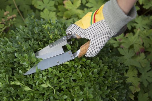 Pruning and shaping a boxwood (Buxus sempervirens) plant with gloves and pruning shears
