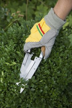 Pruning and shaping a boxwood (Buxus sempervirens) plant with gloves and pruning shears