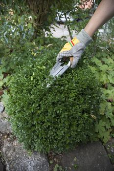 Pruning and shaping a boxwood (Buxus sempervirens) plant with gloves and pruning shears