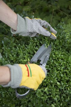 Pruning and shaping a boxwood (Buxus sempervirens) plant with gloves and pruning shears