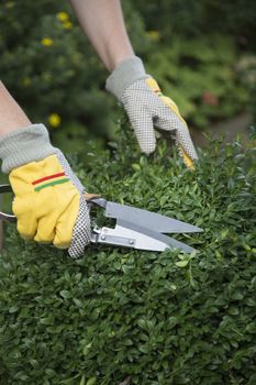 Pruning and shaping a boxwood (Buxus sempervirens) plant with gloves and pruning shears