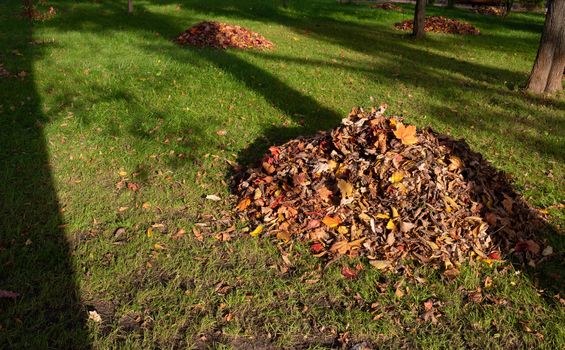 A pile of colorful autumn leaves on the green grass in the Park.