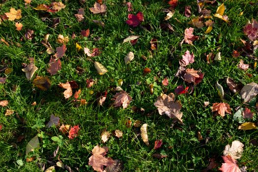 Yellow, orange and red autumn maple leaves on the ground in a beautiful autumn Park.