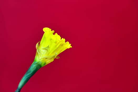 Details of blooming yellow daffodil flower on a red background